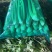 阳谷县芹菜宁阳县芹菜沂南县芹菜聊城芹菜山东芹菜