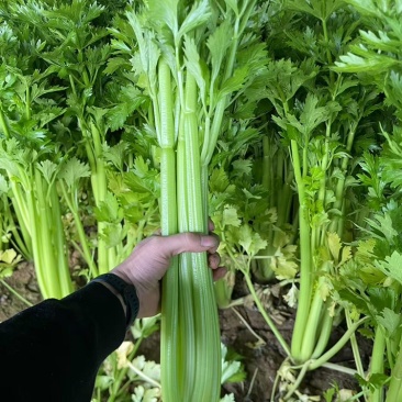 芹菜