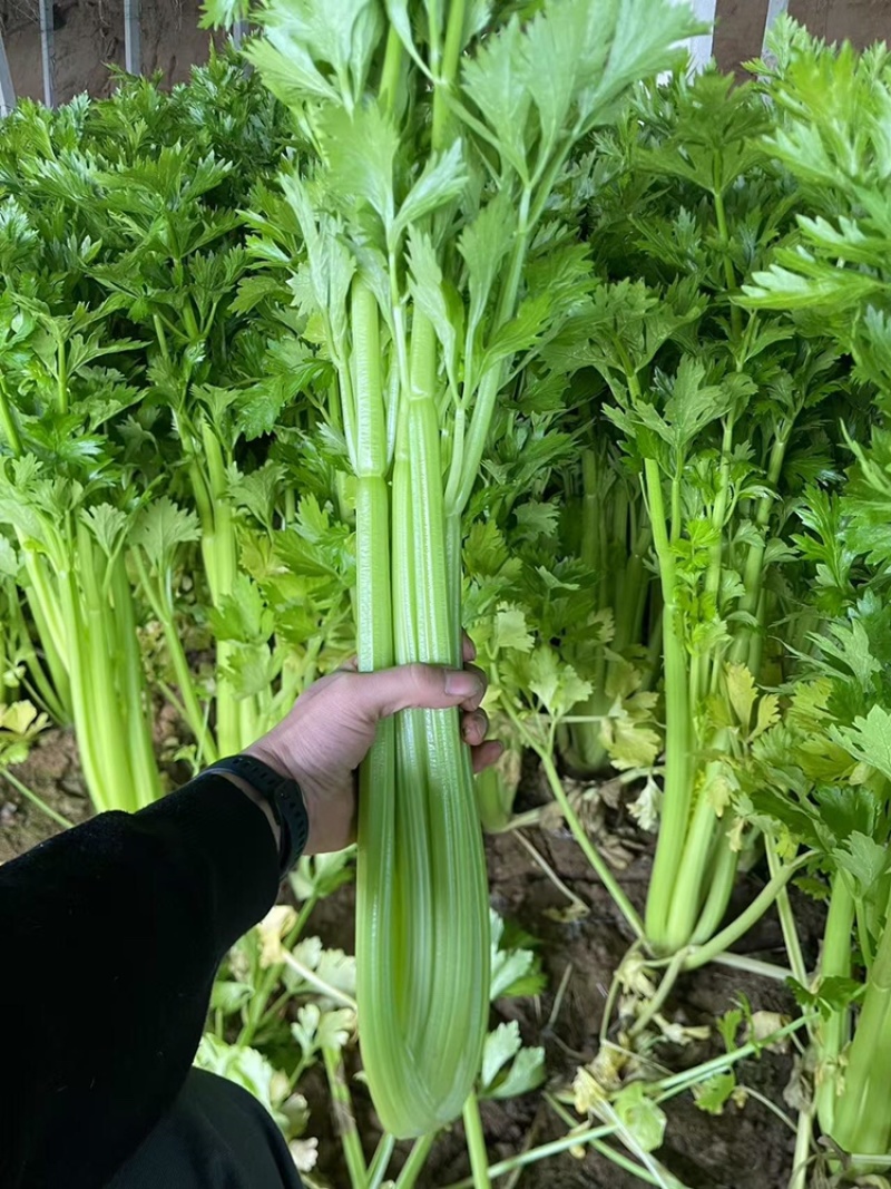 芹菜