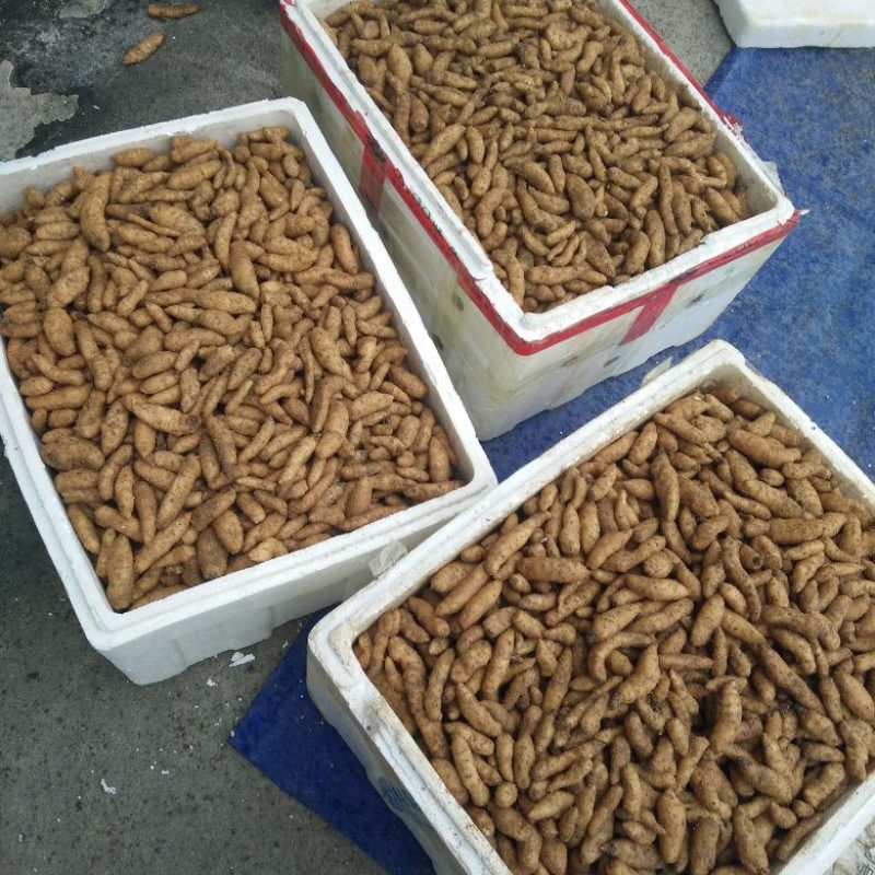 宜昌产地大量出售乌红杂交及红天麻零代种子