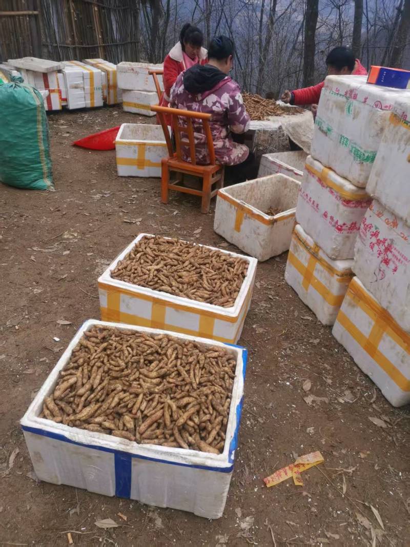 宜昌产地大量出售乌红杂交及红天麻零代种子