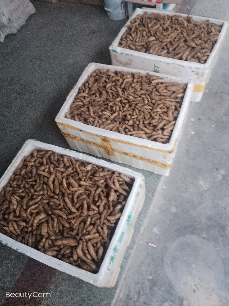 宜昌产地大量出售乌红杂交及红天麻零代种子