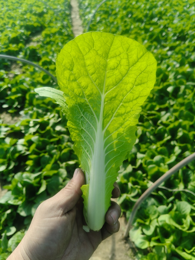 奶白菜