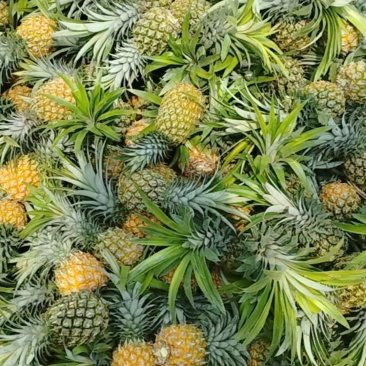 香水菠萝