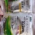 豆乐收豆类拉长嫩直花荚饱豆角芸豆菜豆叶面肥膨大拉长