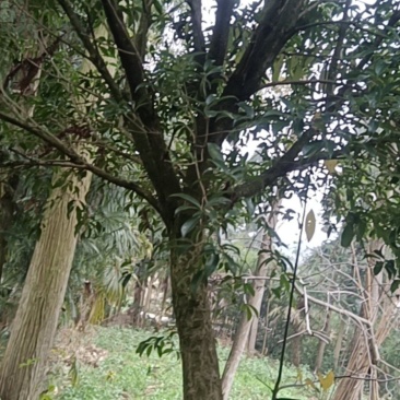 直径10公分八月桂花树