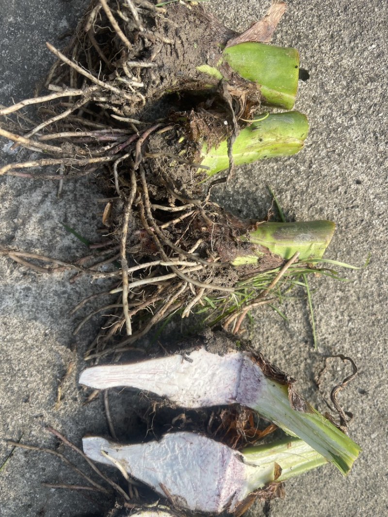 3万亩大基地大量供应荔浦芋头种子