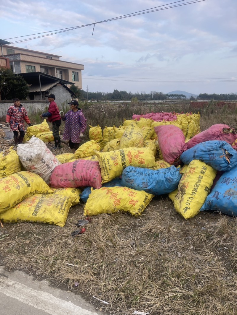 3万亩大基地大量供应荔浦芋头种子