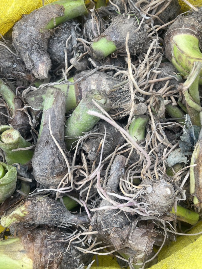 3万亩大基地大量供应荔浦芋头种子