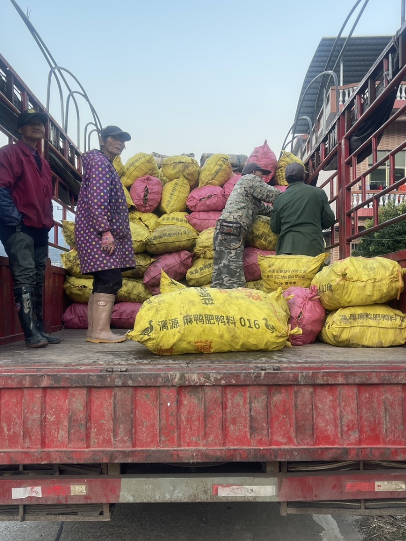 3万亩大基地大量供应荔浦芋头种子