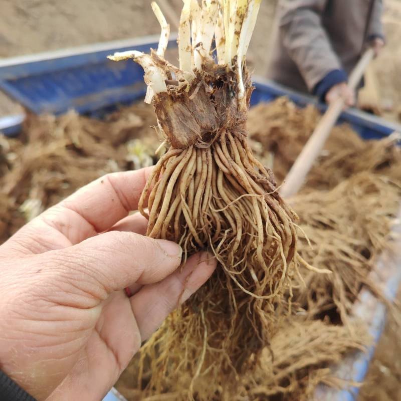 新鲜二茬韭菜根大量上市。欢迎全国采购商洽谈