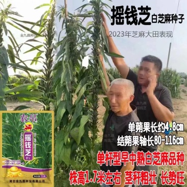 摇钱芝矮杆高产抗倒伏高油香味浓郁春夏种植白芝麻种大田基地