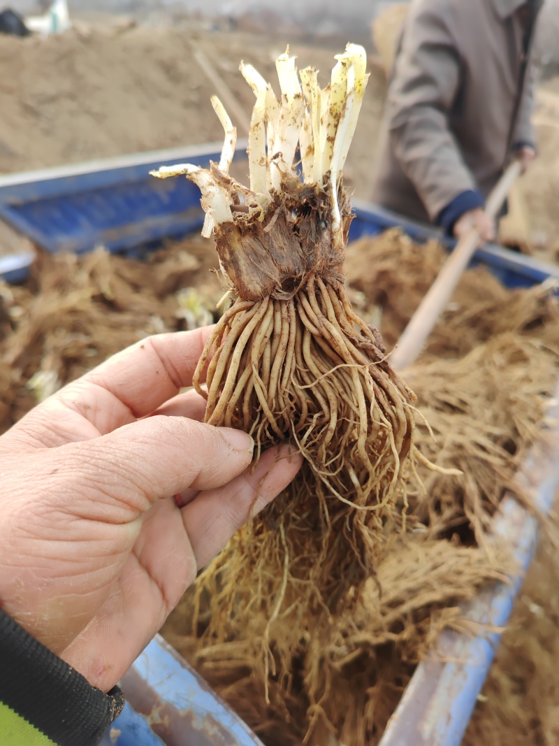 新鲜二茬韭菜根大量上市。欢迎全国采购商洽谈