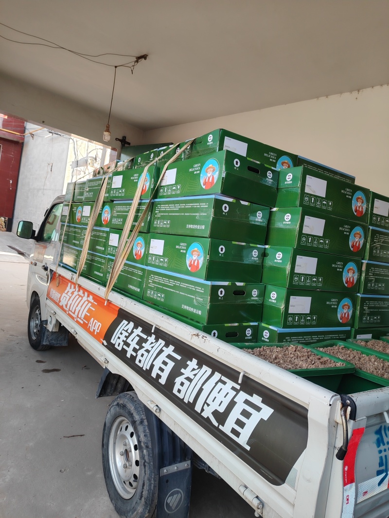 新鲜二茬韭菜根大量上市。欢迎全国采购商洽谈