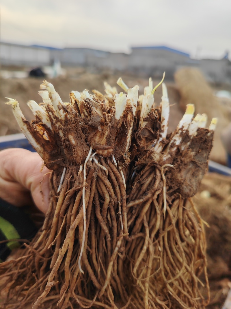 新鲜二茬韭菜根大量上市。欢迎全国采购商洽谈