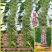 摇钱芝矮杆高产抗倒伏高油香味浓郁春夏种植白芝麻种大田基地