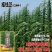 摇钱芝矮杆高产抗倒伏高油香味浓郁春夏种植白芝麻种大田基地