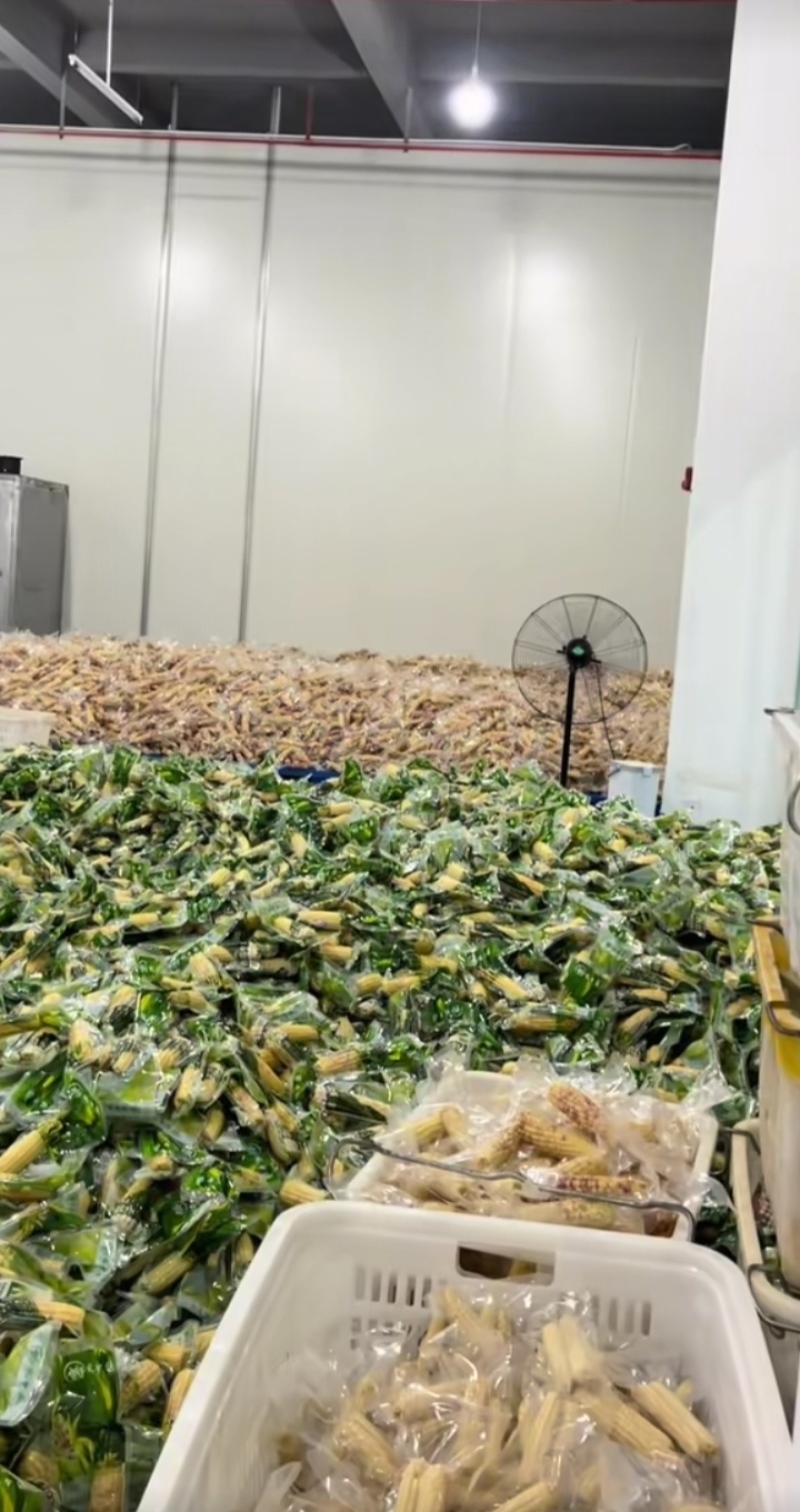 花糯玉米/拇指玉米/市场/电商一件代发