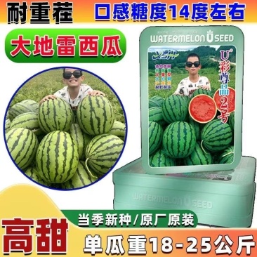 西瓜种子