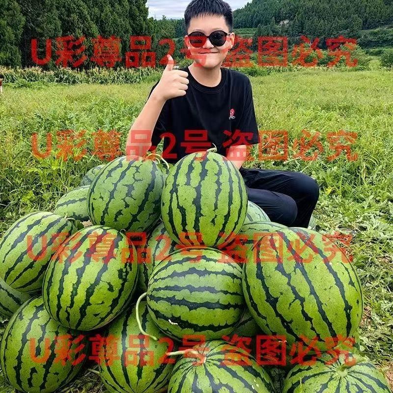 西瓜种子