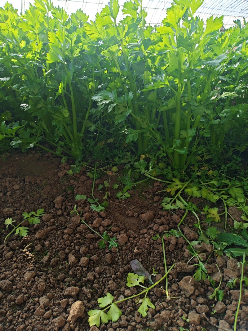 芹菜
