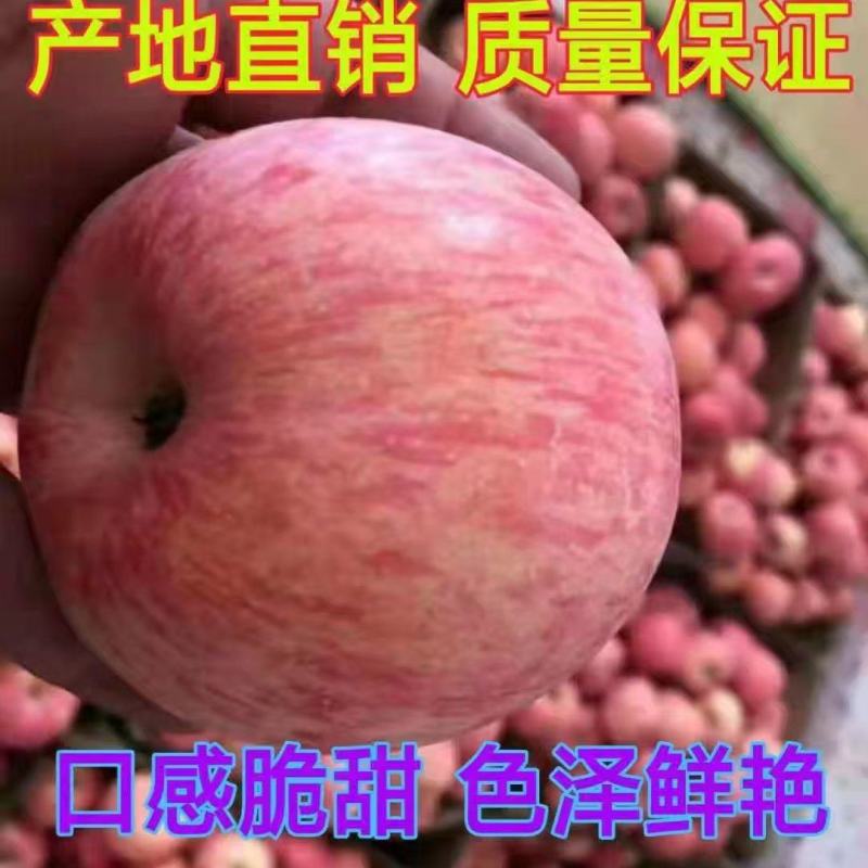 红富士苹果脆甜多汁色泽鲜艳产地直销质量保证