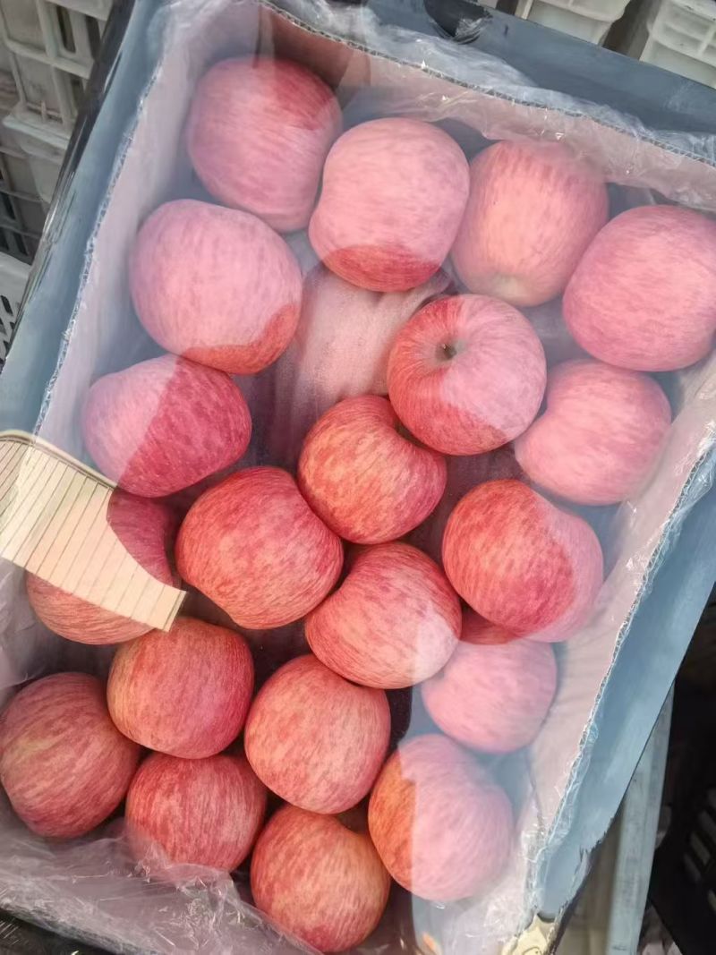 红富士苹果脆甜多汁色泽鲜艳产地直销质量保证