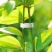 豆角西红柿黄瓜绿植绑枝蔬菜藤蔓捆绑固定夹扎带自动扣专