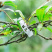 豆角西红柿黄瓜绿植绑枝蔬菜藤蔓捆绑固定夹扎带自动扣专
