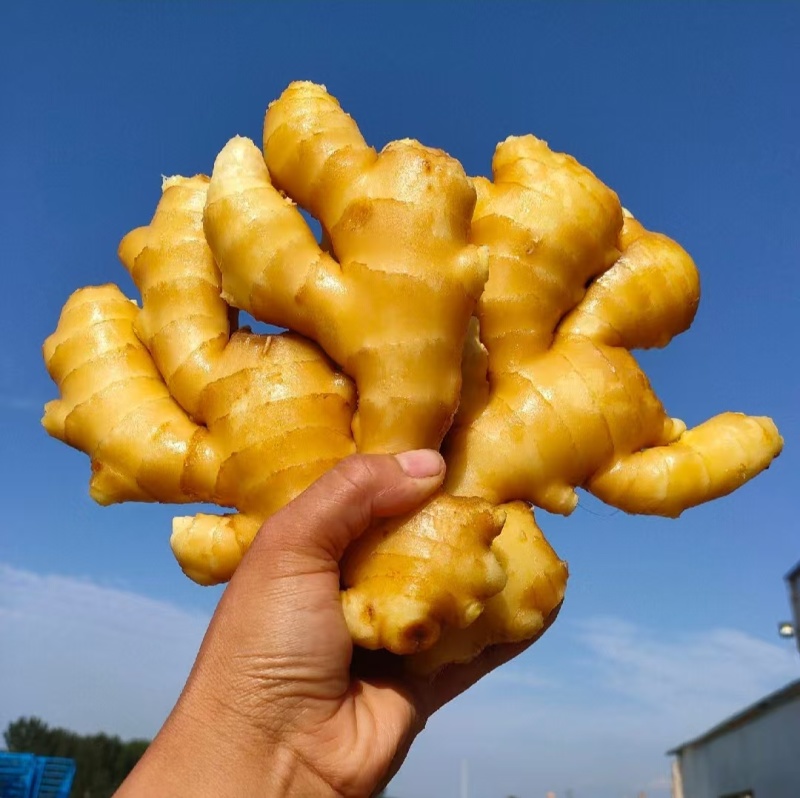 大黄姜老姜鲜姜辣味足块头大货源充足全国发货