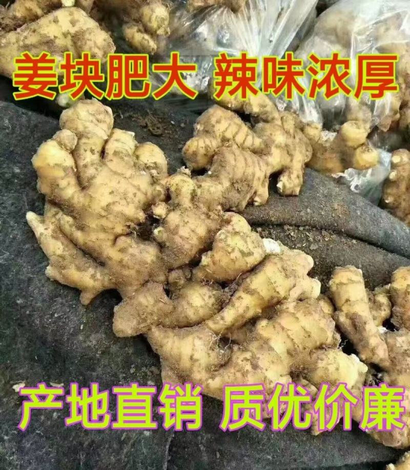 大黄姜老姜鲜姜辣味足块头大货源充足全国发货