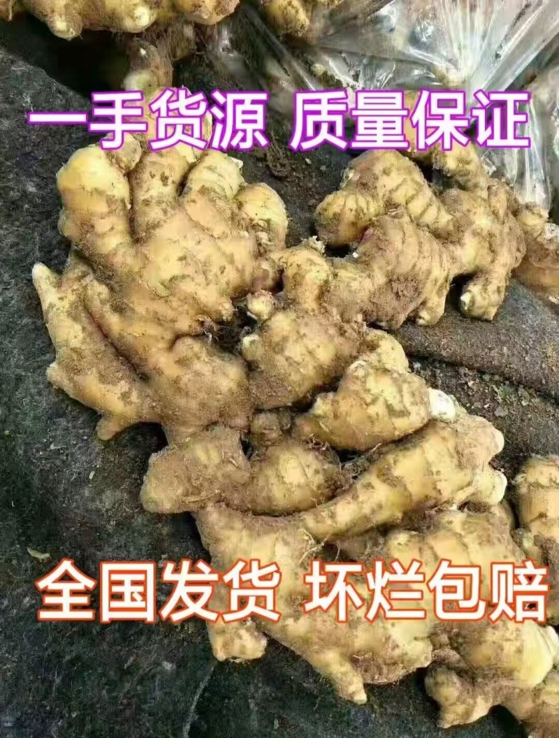 大黄姜老姜鲜姜辣味足块头大货源充足全国发货