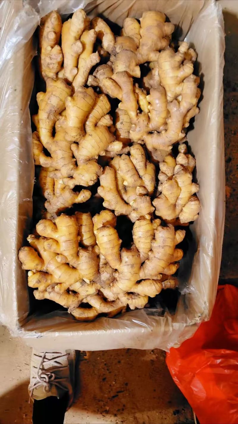 小黄姜老姜鲜姜辣味足块头大货源充足全国发货质量保证
