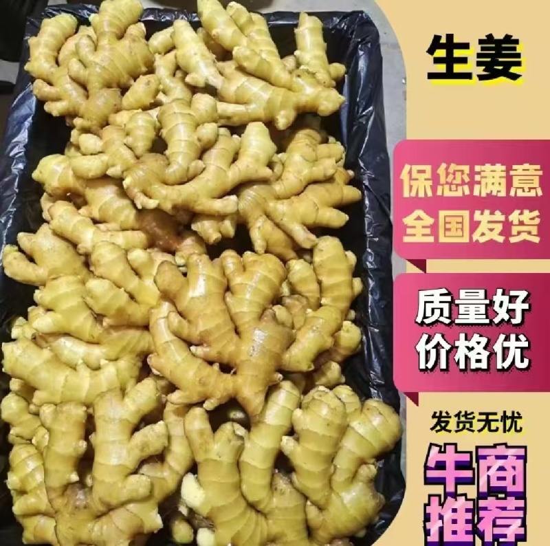 小黄姜老姜鲜姜辣味足块头大货源充足全国发货质量保证