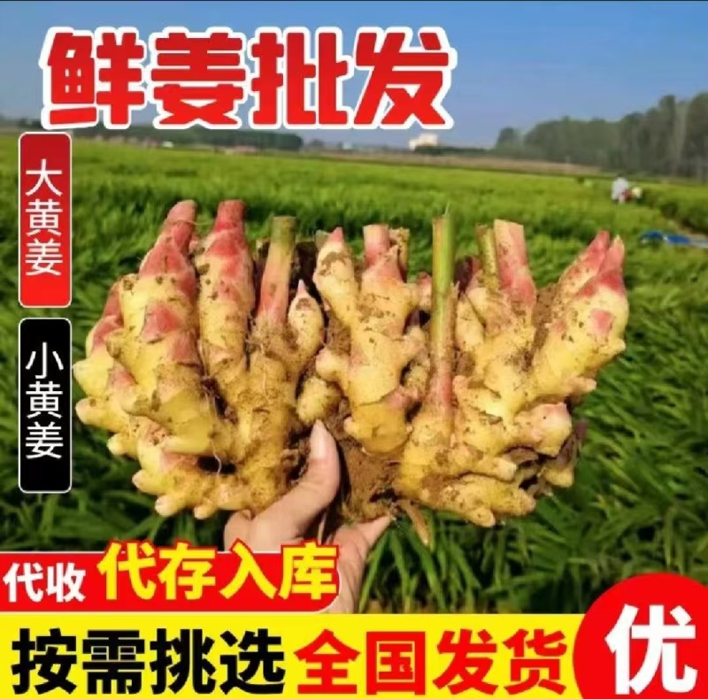 小黄姜老姜鲜姜辣味足块头大货源充足全国发货质量保证