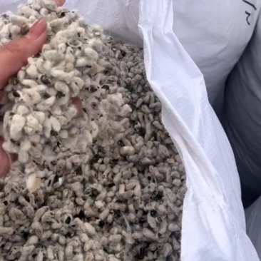 棉籽，毛棉籽，脱绒棉籽，富含蛋白脂肪，养殖牛羊，榨油