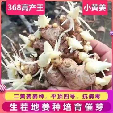 姜种高产脱毒姜种亩产过万抗病毒防姜瘟技术指导服务