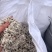 棉籽，毛棉籽，脱绒棉籽，富含蛋白脂肪，养殖牛羊，榨油