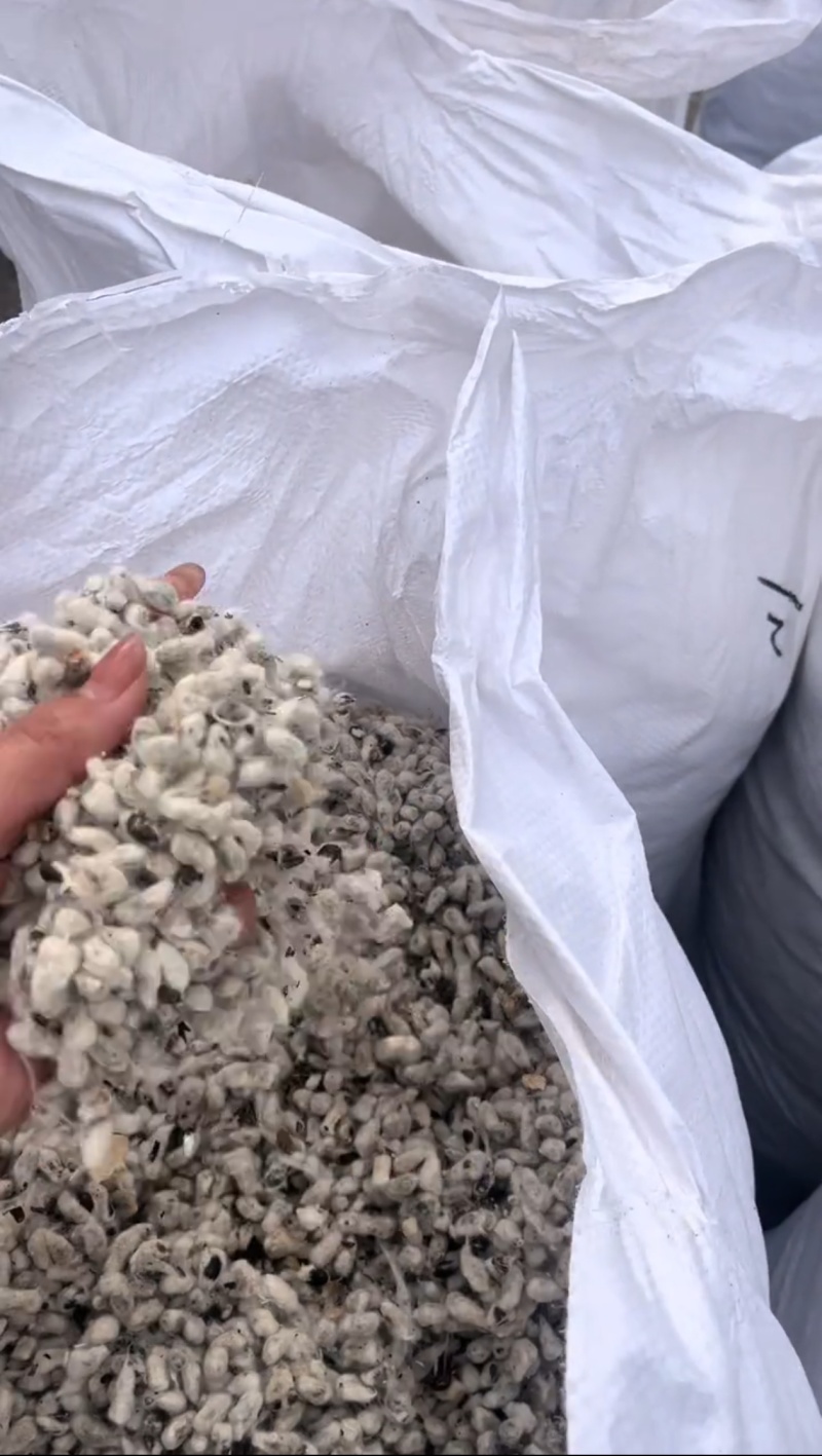 棉籽，毛棉籽，脱绒棉籽，富含蛋白脂肪，养殖牛羊，榨油