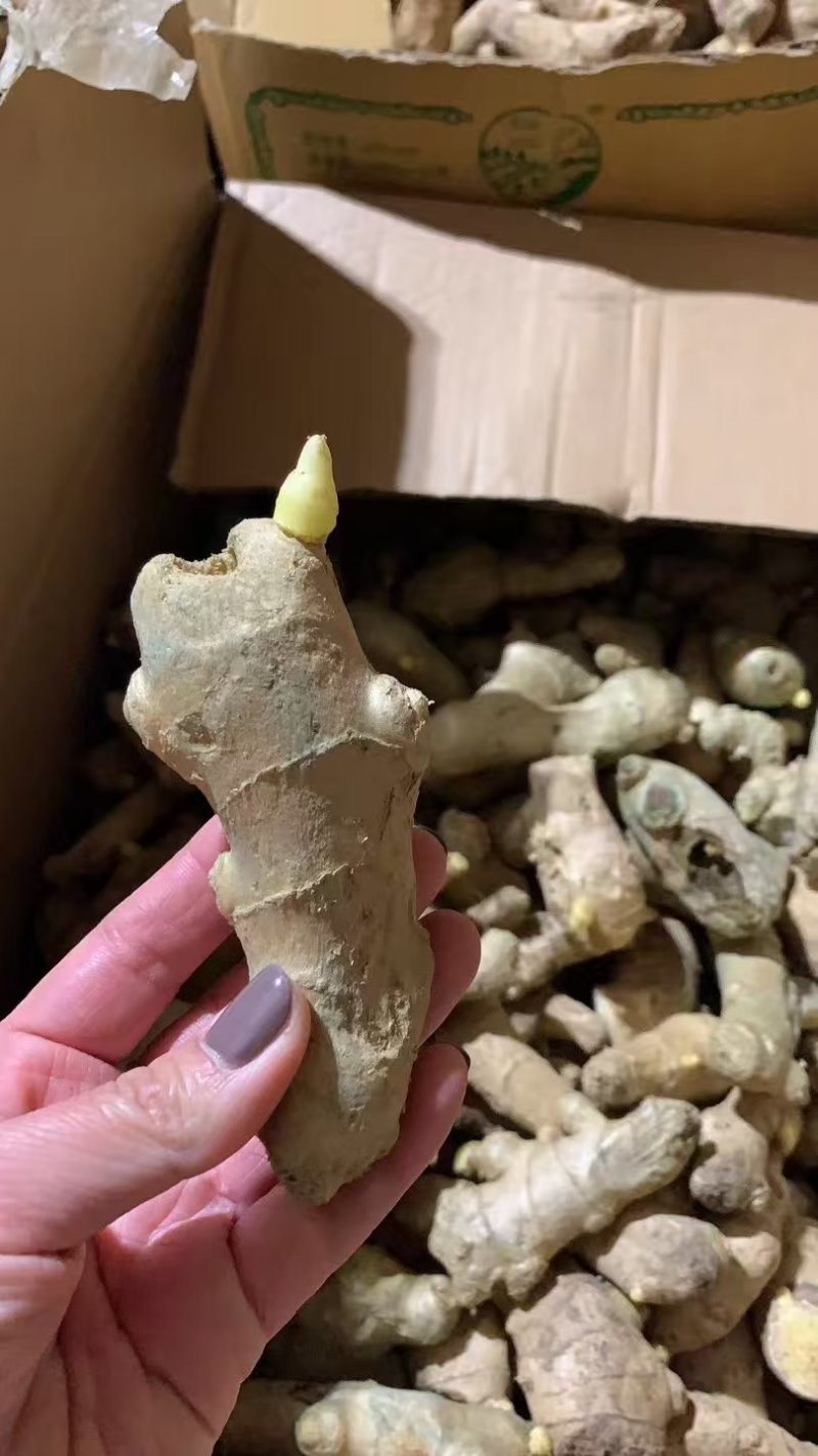 姜种高产脱毒姜种亩产过万抗病毒防姜瘟技术指导服务