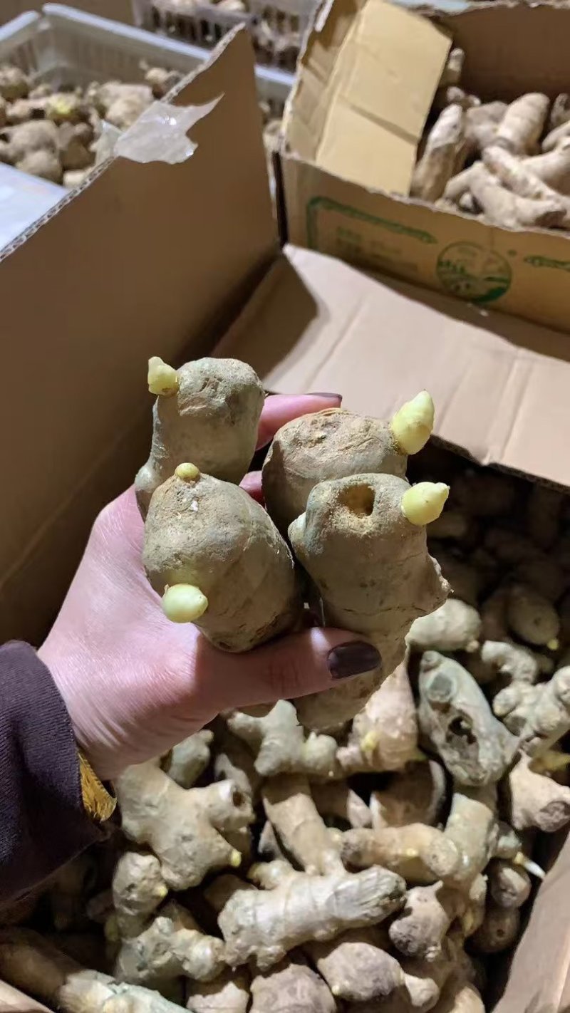 姜种高产脱毒姜种亩产过万抗病毒防姜瘟技术指导服务