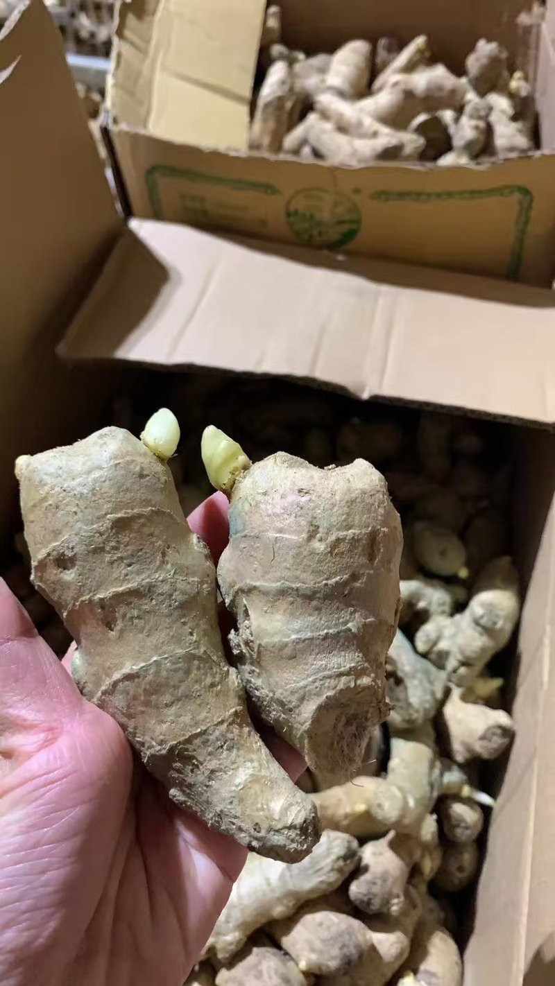 姜种高产脱毒姜种亩产过万抗病毒防姜瘟技术指导服务