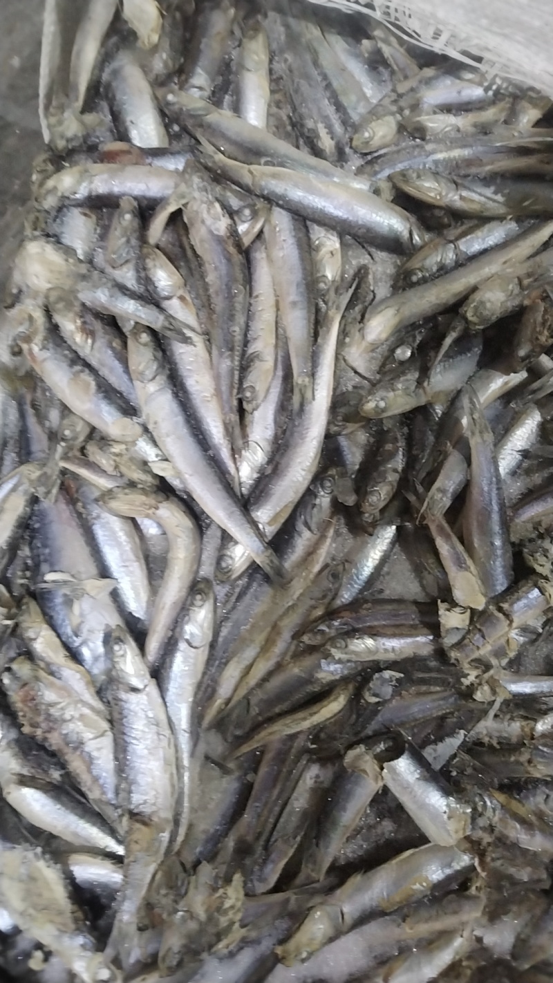 各种饲料鱼批发