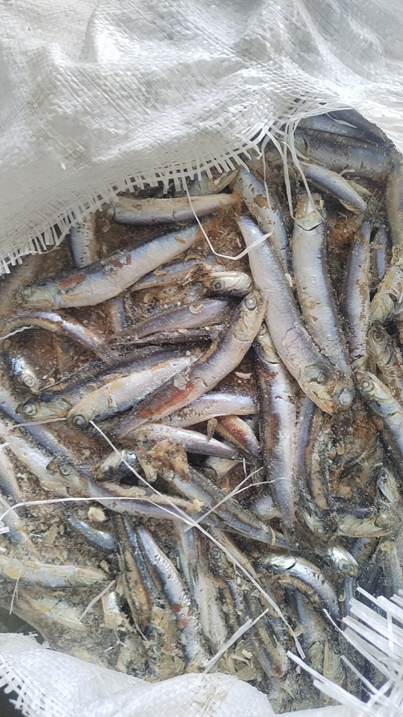 各种饲料鱼批发