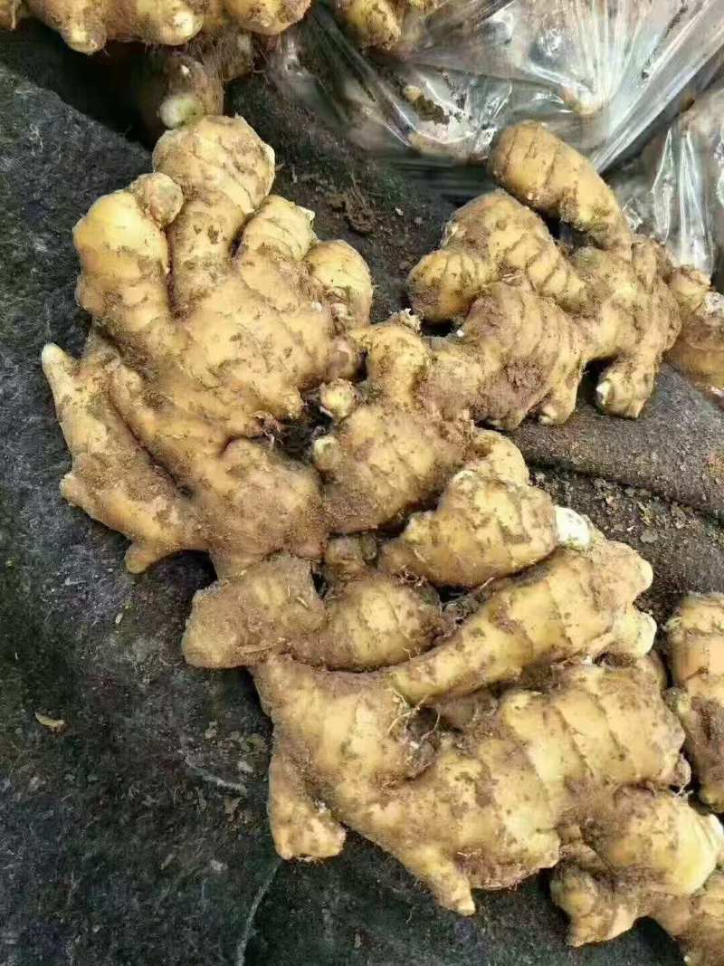 大姜老姜鲜姜姜块厚重辣味十足保值保量支持全国发货