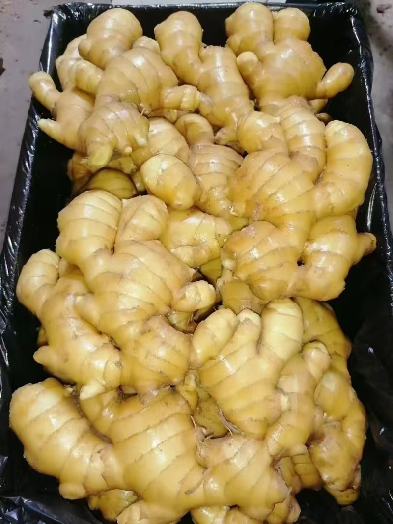大姜老姜鲜姜姜块厚重辣味十足保值保量支持全国发货