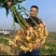 大姜老姜鲜姜姜块厚重辣味十足保值保量支持全国发货