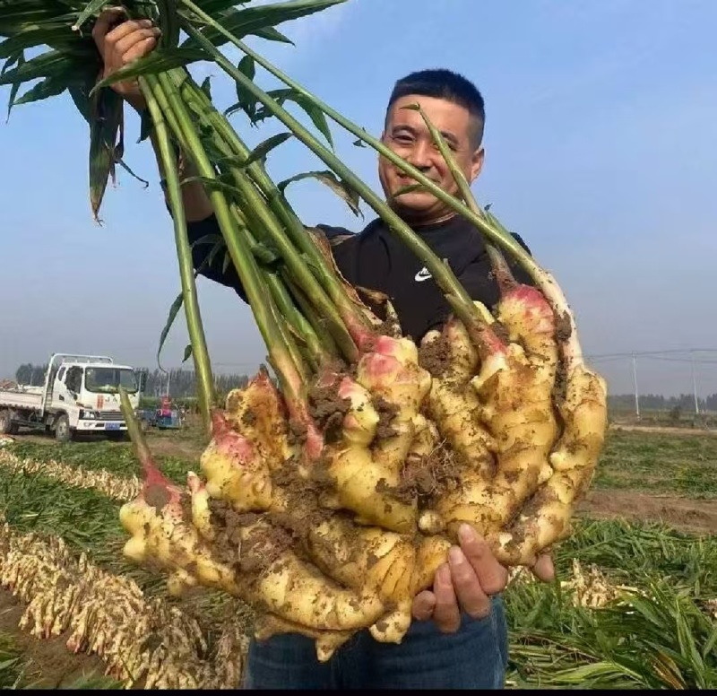 大姜老姜鲜姜姜块厚重辣味十足保值保量支持全国发货