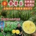 豫艺金翠玉西瓜种子早熟黄肉礼品西瓜种籽皮薄而韧花皮黄肉