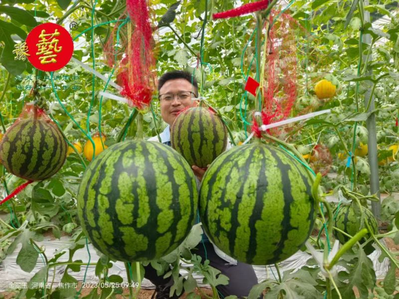 豫艺金翠玉西瓜种子早熟黄肉礼品西瓜种籽皮薄而韧花皮黄肉